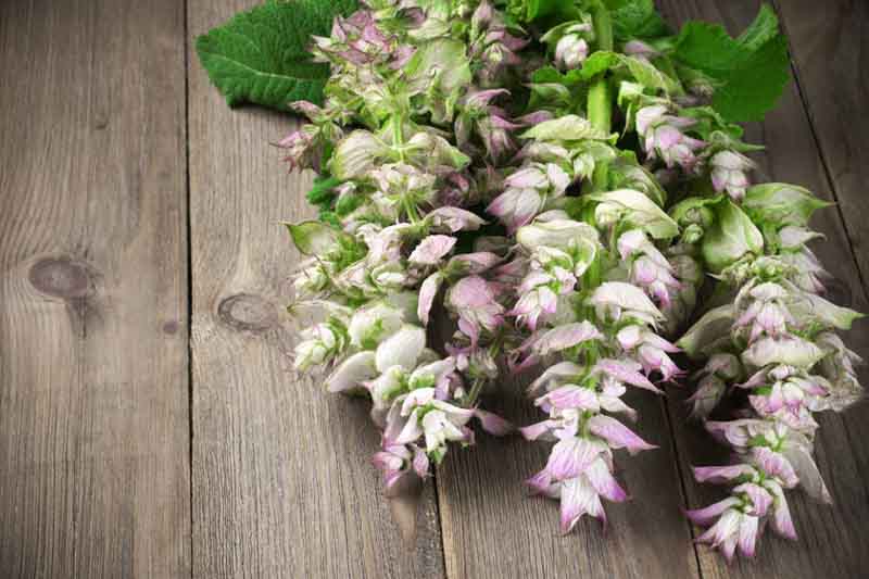 Clary Sage,Salvia Sclarea, Europe Sage,Biennial Clary, Muscatel Sage