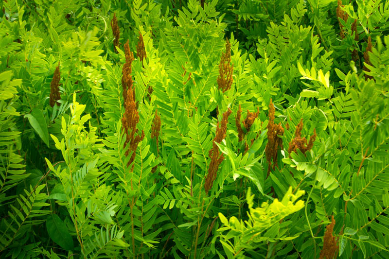 Osmunda Cinnamomea,Cinnamon Fern, Shade plants, shade perennial, plants for shade, plants for wet soils