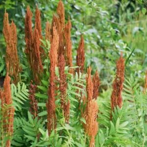 Osmunda Regalis,Royal Fern, Blooming Fern, Bog Onion, Buckhorn Brake, Common Flowering Fern, Ditch Fern, Kidney Fern, King Fern, Osmund Royal, Royal Osmund Fern, Rusty Fern, Water Fern, Shade plants, shade perennial, plants for shade, plants for wet soils