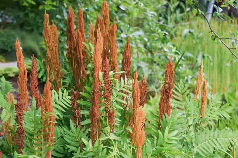 Osmunda Regalis,Royal Fern, Blooming Fern, Bog Onion, Buckhorn Brake, Common Flowering Fern, Ditch Fern, Kidney Fern, King Fern, Osmund Royal, Royal Osmund Fern, Rusty Fern, Water Fern, Shade plants, shade perennial, plants for shade, plants for wet soils