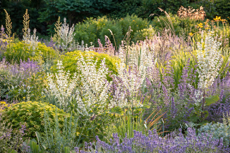Clary Sage,Salvia Sclarea, Europe Sage,Biennial Clary, Muscatel Sage