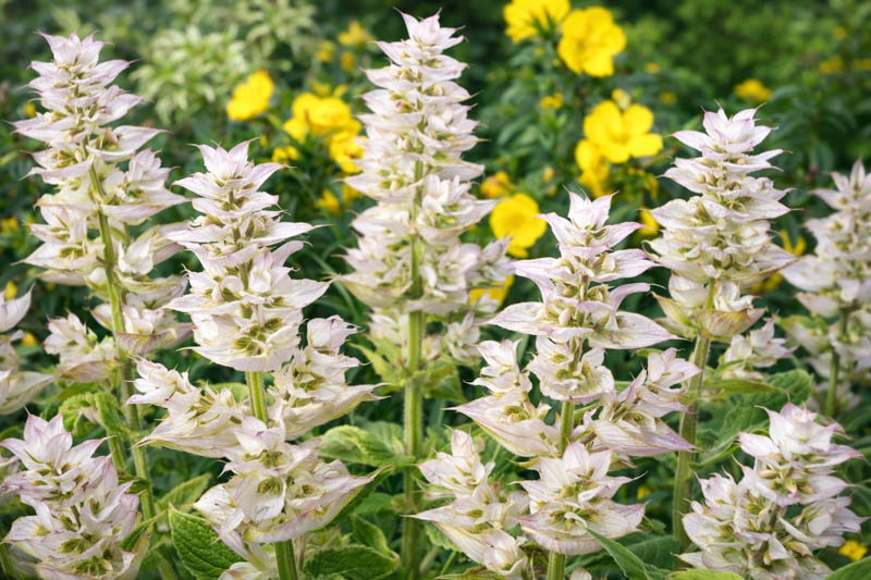 Clary Sage,Salvia Sclarea, Europe Sage,Biennial Clary, Muscatel Sage