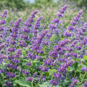 Salvia Verticillata 'Purple Rain', Salvia 'Purple Rain', Sage 'Purple Rain', Whorled Clary 'Purple Rain', Whorled Sage 'Purple Rain', Perennial sage, Hardy Sage, Purple Sage,Whorled Sage 'Purple Rain', Lilac Sage 'Purple Rain'