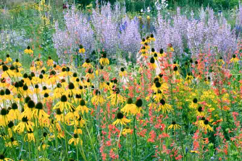 yellow Ratibida, red Penstemon, and purple Clary Sage