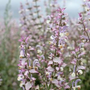 Clary Sage,Salvia Sclarea, Europe Sage,Biennial Clary, Muscatel Sage