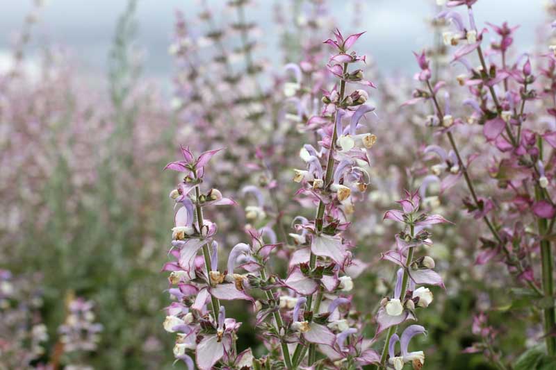 Clary Sage,Salvia Sclarea, Europe Sage,Biennial Clary, Muscatel Sage