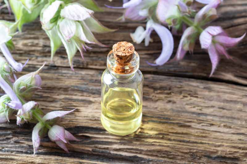 Clary Sage,Salvia Sclarea, Europe Sage,Biennial Clary, Muscatel Sage