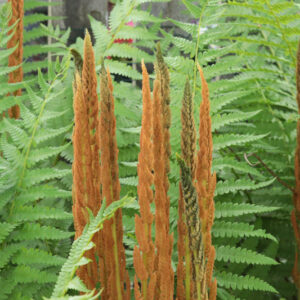 Osmunda Cinnamomea,Cinnamon Fern, Shade plants, shade perennial, plants for shade, plants for wet soils