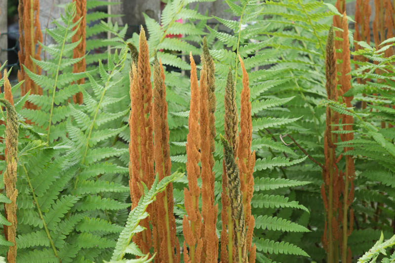 Osmunda cinnamomea, Osmundastrum cinnamomeum, Cinnamon Fern