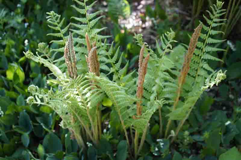 Osmunda Cinnamomea,Cinnamon Fern, Shade plants, shade perennial, plants for shade, plants for wet soils