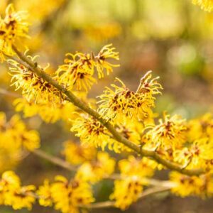 Hamamelis mollis, Chinese Witch Hazel, Hamamelis virginiana,Common Witch Hazel, Virginia Witch Hazel, Hamamelis vernalis, Vernal Witch Hazel, Ozark Witch Hazel, Hamamelis x intermedia