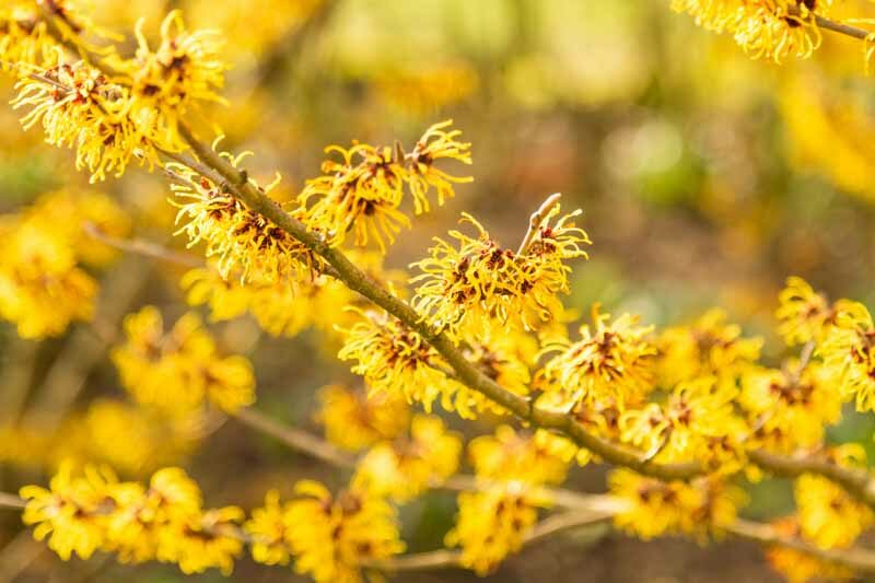 Hamamelis mollis, Chinese Witch Hazel, Hamamelis virginiana,Common Witch Hazel, Virginia Witch Hazel, Hamamelis vernalis, Vernal Witch Hazel, Ozark Witch Hazel, Hamamelis x intermedia