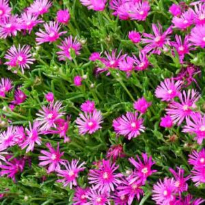 Lampranthus Spectabilis, Trailing Ice Plant, Drought tolerant perennials, purple perennial flowers, Evergreen perennial, Low maintenance perennial, perennial ground cover