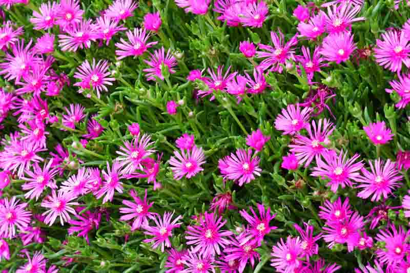 Lampranthus Spectabilis, Trailing Ice Plant, Drought tolerant perennials, purple perennial flowers, Evergreen perennial, Low maintenance perennial, perennial ground cover
