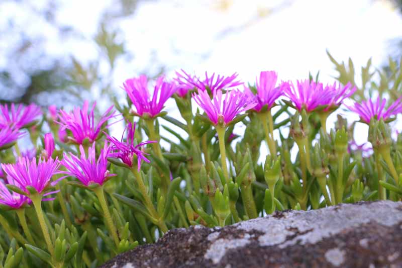 Lampranthus Spectabilis, Trailing Ice Plant, Drought tolerant perennials, purple perennial flowers, Evergreen perennial, Low maintenance perennial, perennial ground cover