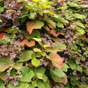 Vitis Coignetiae, Crimson Glory Vine, Grape Vines, Fall color, Red Leaves