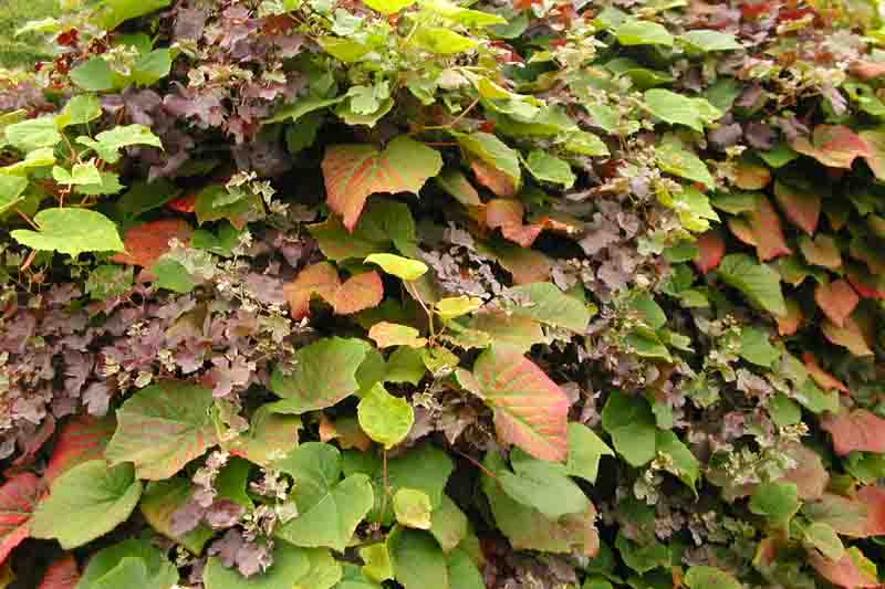 Vitis Coignetiae, Crimson Glory Vine, Grape Vines, Fall color, Red Leaves