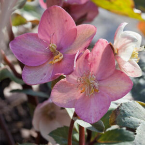 Helleborus x Ballardiae 'HGC Pink Frost',Hellebore HGC Pink Frost, Lenten Rose HGC Pink Frost, Hellebore HGC Pink Frost, Pink Hellebore, Hellebores, Hellebores