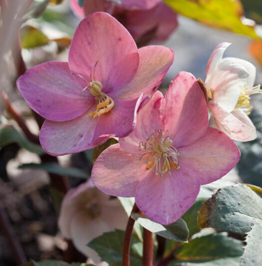 Helleborus x Ballardiae 'HGC Pink Frost',Hellebore HGC Pink Frost, Lenten Rose HGC Pink Frost, Hellebore HGC Pink Frost, Pink Hellebore, Hellebores, Hellebores