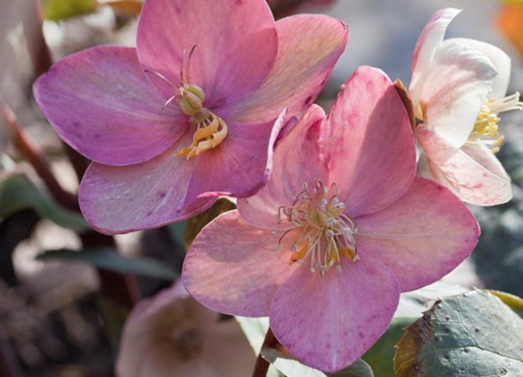 Helleborus x Ballardiae 'HGC Pink Frost',Hellebore HGC Pink Frost, Lenten Rose HGC Pink Frost, Hellebore HGC Pink Frost, Pink Hellebore, Hellebores, Hellebores