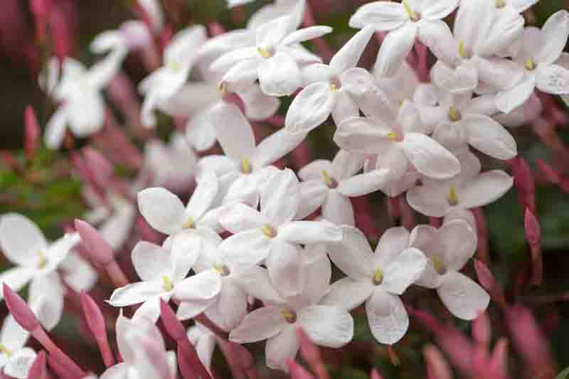 Jasminum Polyanthum, Pink Jasmine, White Jasmine, Many-Flowered Jasmine, Jasminum blinii,Fragrant Vine, Fragrant Shrub, Evergreen Vine, evergreen shrub, White Flowers