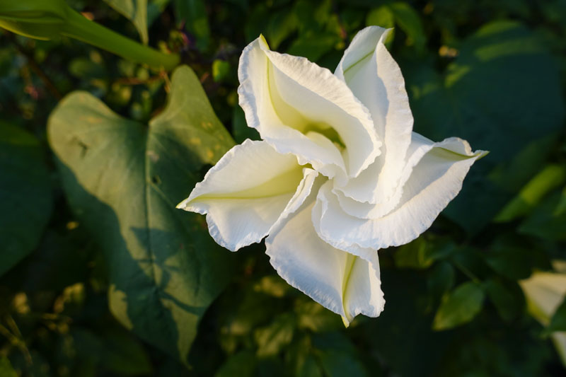 Moon Flower, Moonflower, Ipomoea alba, Moonvine, Tropical White Morning Glory