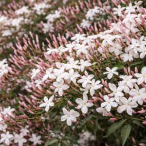 asminum Polyanthum, Pink Jasmine, White Jasmine, Many-Flowered Jasmine, Jasminum blinii,Fragrant Vine, Fragrant Shrub, Evergreen Vine, evergreen shrub, White Flowers