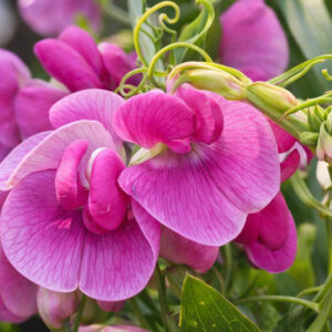 Lathyrus Latifolius,Perennial Sweet Pea, Broad-Leaved Everlasting Pea, Everlasting Pea, Hardy Sweet Pea, Perennial Pea, Fragrant Flowers, Pink Flowers, Purple Flowers, Perennial flowers, Cut flowers, deer resistant flowers