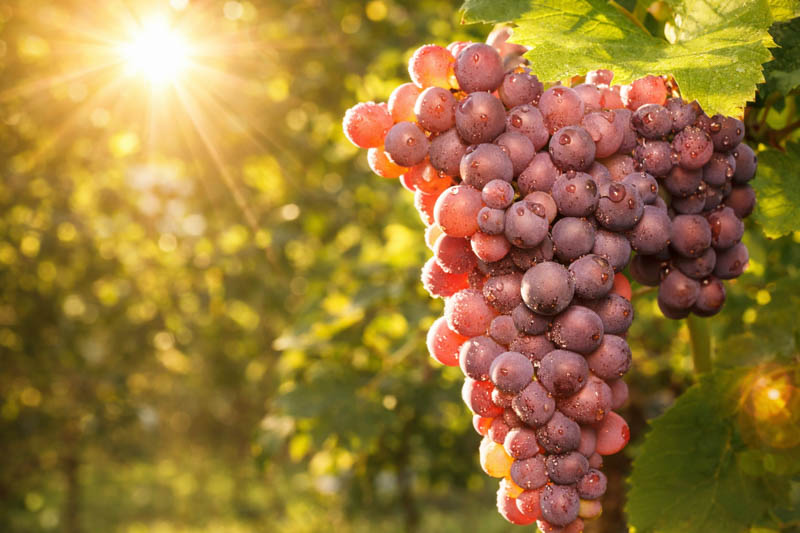Vitis 'Reliance', Grape Vine 'Reliance', Grape 'Reliance', Vitis labrusca 'Reliance', Grape Vines, Red Grapes, Seedless Grapes