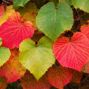 Vitis Coignetiae, Crimson Glory Vine, Grape Vines, Fall color, Red Leaves