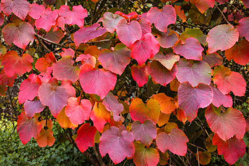 Vitis coignetiae (Crimson Glory Vine)