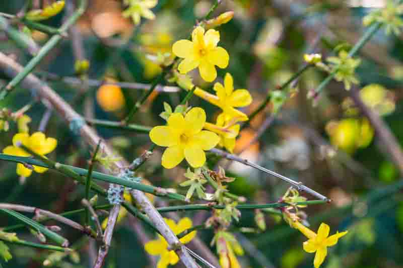 Jasminum nudiflorum, winter jasmine