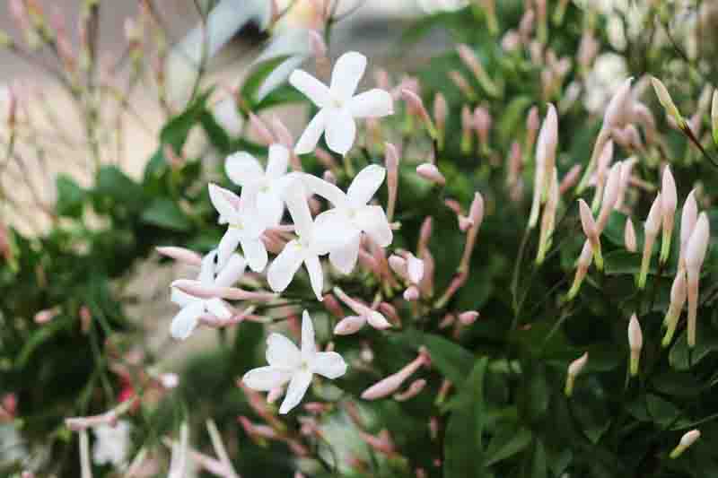 Jasminum Polyanthum, Pink Jasmine, White Jasmine, Many-Flowered Jasmine, Jasminum blinii,Fragrant Vine, Fragrant Shrub, Evergreen Vine, evergreen shrub, White Flowers