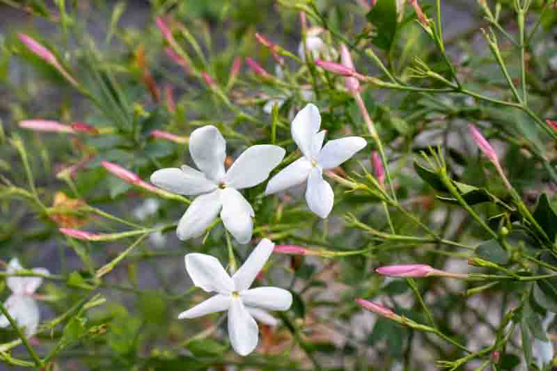 White fragrant flowers of common jasmine, jasminum officinale
