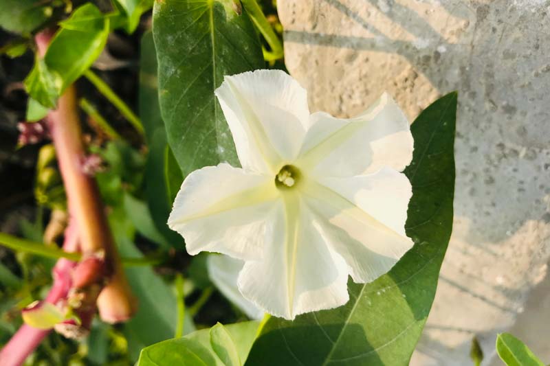 Moon Flower, Moonflower, Ipomoea alba, Moonvine, Tropical White Morning Glory