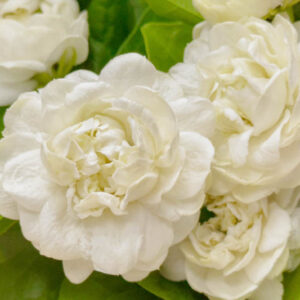 Jasminum Sambac Grand Duke of Tuscany, Arabian Jasmine Grand Duke of Tuscany, Mohle Flower Grand Duke of Tuscany, Zambac Grand Duke of Tuscany, Sampa Gita Grand Duke of Tuscany,Fragrant Vine, Fragrant Shrub, Evergreen Vine, evergreen shrub, White Flowers