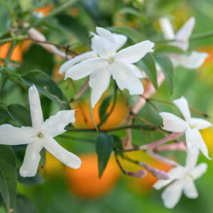 Jasminum Officinale, Common Jasmine, Poet's Jasmine, Common White Jasmine, Jessamine, Poet's Jessamine, Summer Jasmine, True Jasmine,Fragrant Vine, Fragrant Shrub, White Flowers