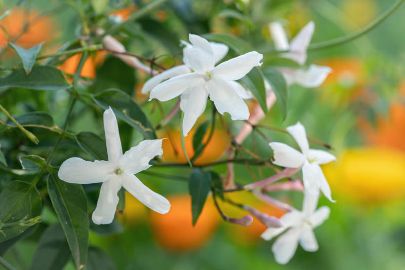 Jasminum Officinale, Common Jasmine, Poet's Jasmine, Common White Jasmine, Jessamine, Poet's Jessamine, Summer Jasmine, True Jasmine,Fragrant Vine, Fragrant Shrub, White Flowers