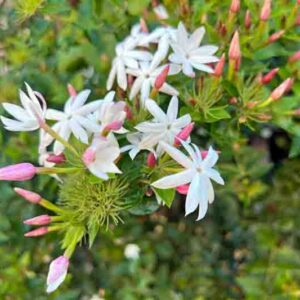 Jasminum Polyanthum, Pink Jasmine, White Jasmine, Many-Flowered Jasmine, Jasminum blinii,Fragrant Vine, Fragrant Shrub, Evergreen Vine, evergreen shrub, White Flowers