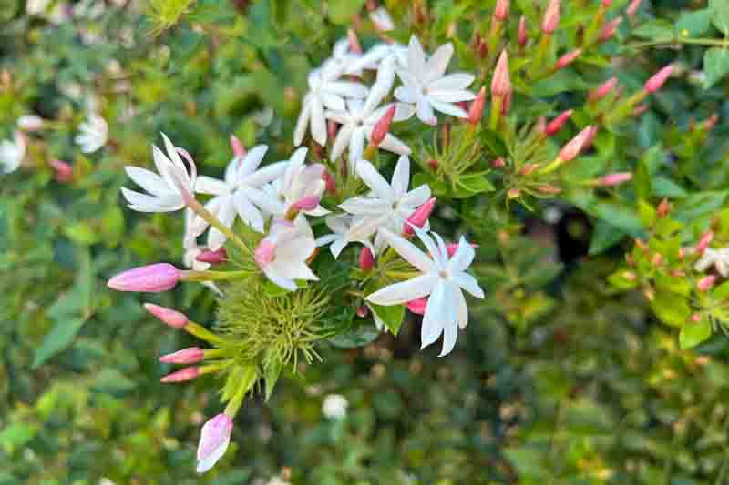 Jasminum Polyanthum, Pink Jasmine, White Jasmine, Many-Flowered Jasmine, Jasminum blinii,Fragrant Vine, Fragrant Shrub, Evergreen Vine, evergreen shrub, White Flowers