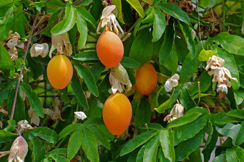 Passiflora fruits, passionflower fruits