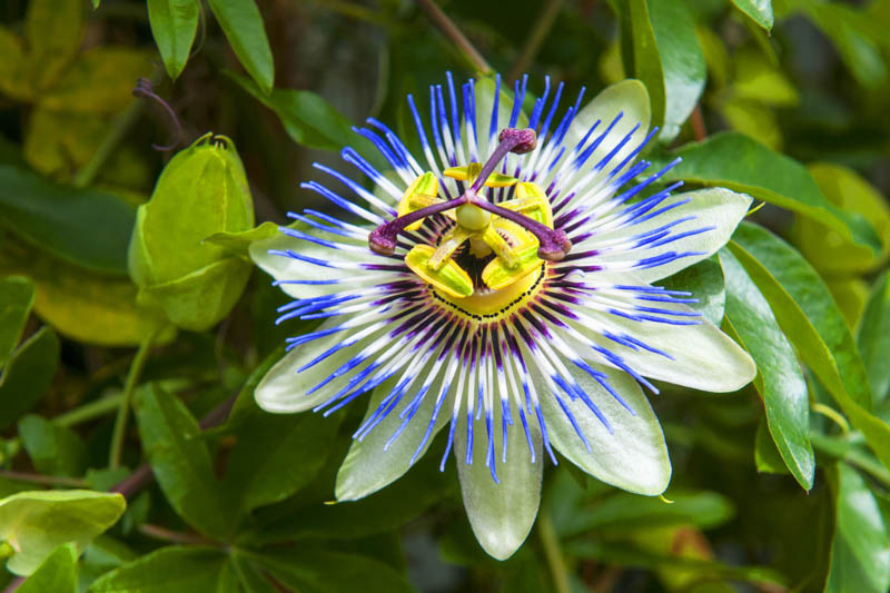 Blue Passion Flower, passiflora caerulea, passionflower