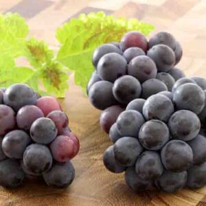 Vitis 'Concord', Grape Vine 'Concord', Grape 'Concord', Vitis labrusca 'Concord', Grape Vines, Blue Grapes, Seedless Grapes