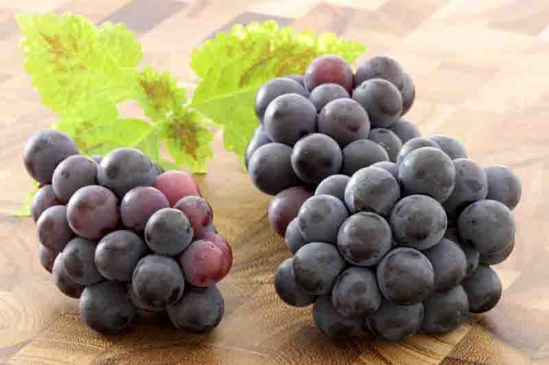 Vitis 'Concord', Grape Vine 'Concord', Grape 'Concord', Vitis labrusca 'Concord', Grape Vines, Blue Grapes, Seedless Grapes