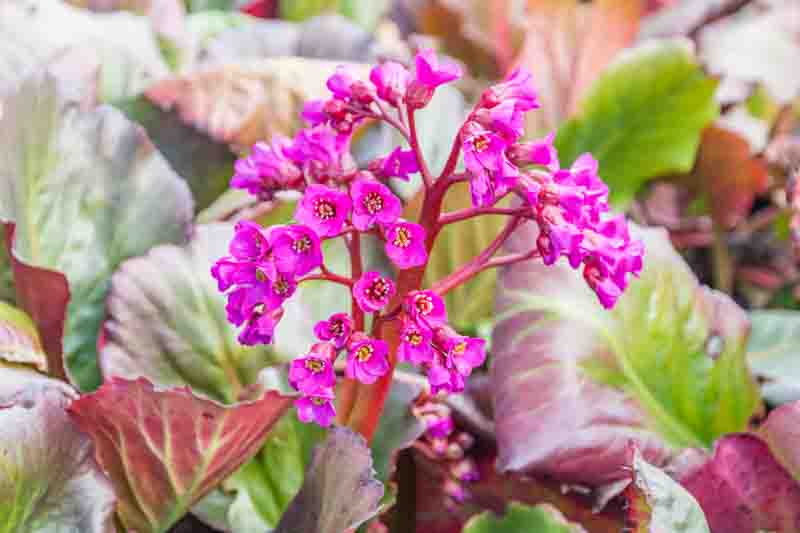 Bergenia Cordifolia, Heartleaf Bergenia, Heart-Leaf Bergenia, Pink Bergenia, Evergreen Perennial, Shade Perennial