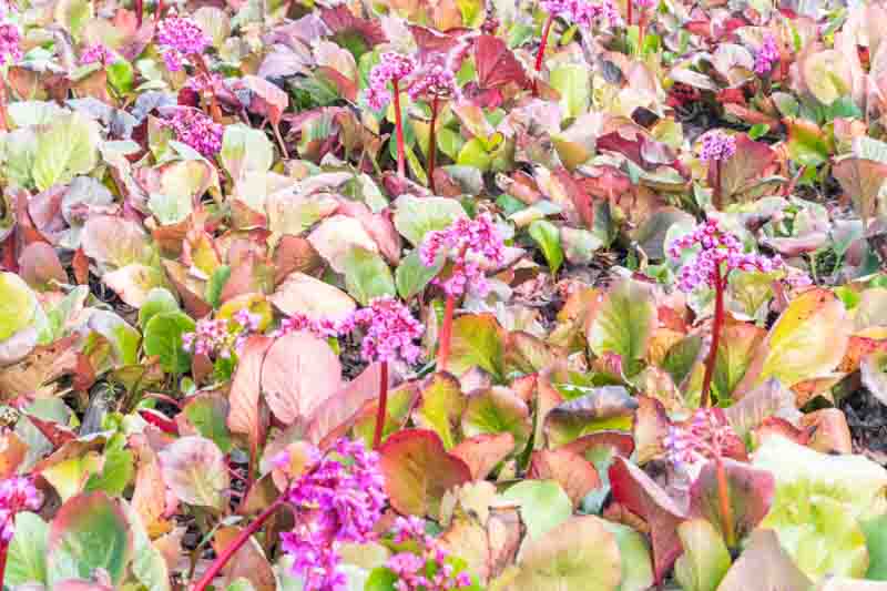 Bergenia Cordifolia, Heartleaf Bergenia, Heart-Leaf Bergenia, Pink Bergenia, Evergreen Perennial, Shade Perennial