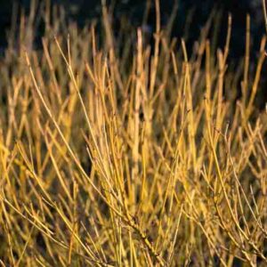 Cornus Sericea 'Flaviramea', Golden-Twig Dogwood, Cornus stolonifera 'Flaviramea', Deciduous Shrubs, Foliage, Fall color, Winter color