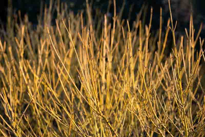 Cornus Sericea 'Flaviramea', Golden-Twig Dogwood, Cornus stolonifera 'Flaviramea', Deciduous Shrubs, Foliage, Fall color, Winter color
