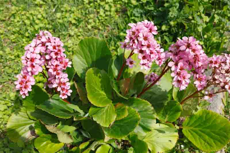 Bergenia Cordifolia, Heartleaf Bergenia, Heart-Leaf Bergenia, Pink Bergenia, Evergreen Perennial, Shade Perennial