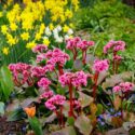 Bergenia Cordifolia, Heartleaf Bergenia, Heart-Leaf Bergenia, Pink Bergenia, Evergreen Perennial, Shade Perennial